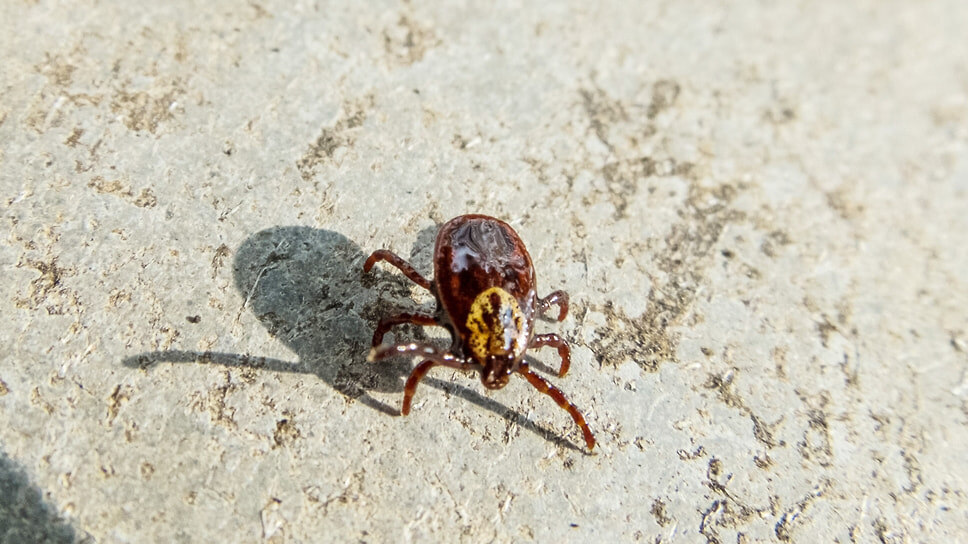 Фото: Игорь Елисеев / Коммерсантъ