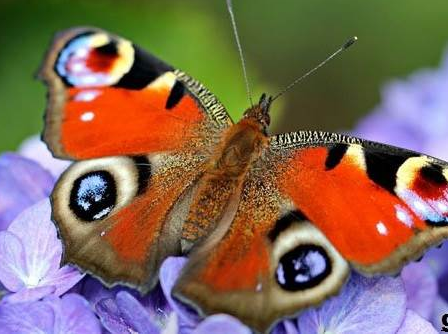 фото с интернета дневная бабочка