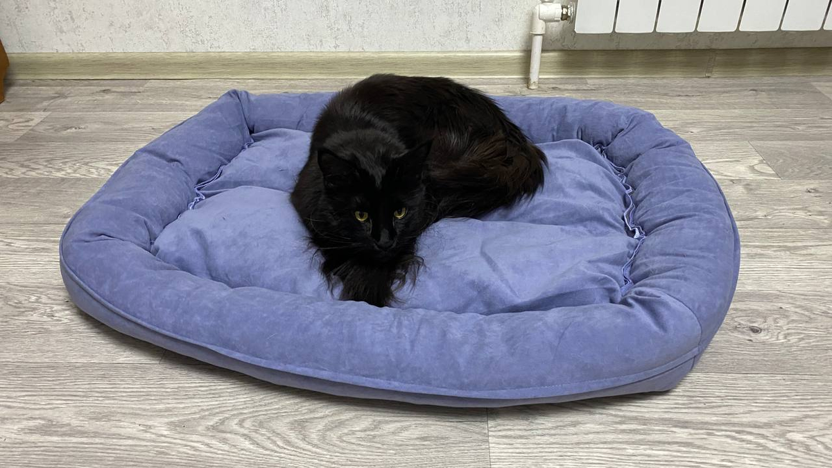 Черный мейн-кун 