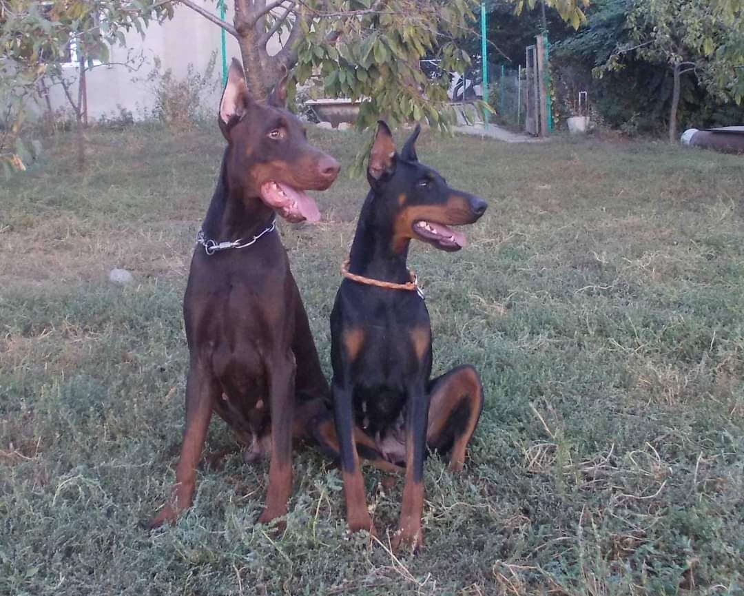 Мои два окраса доберманов. Отец и дочь.