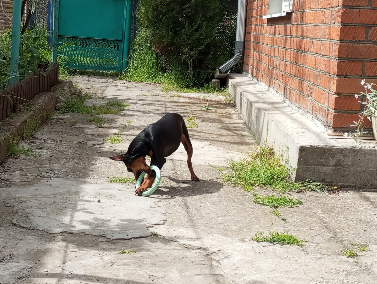 Бесилки на солнышке во дворе