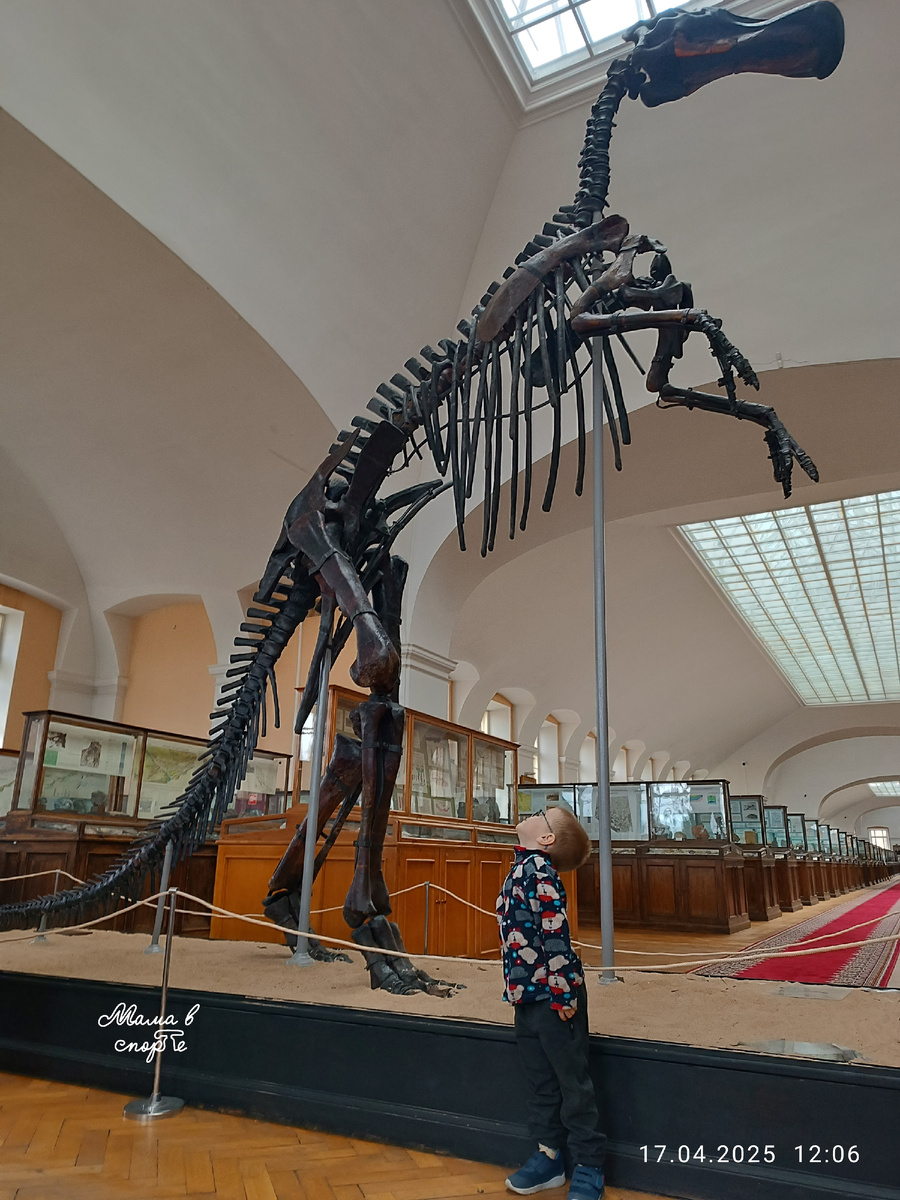 Скелет Утконосого динозавра.