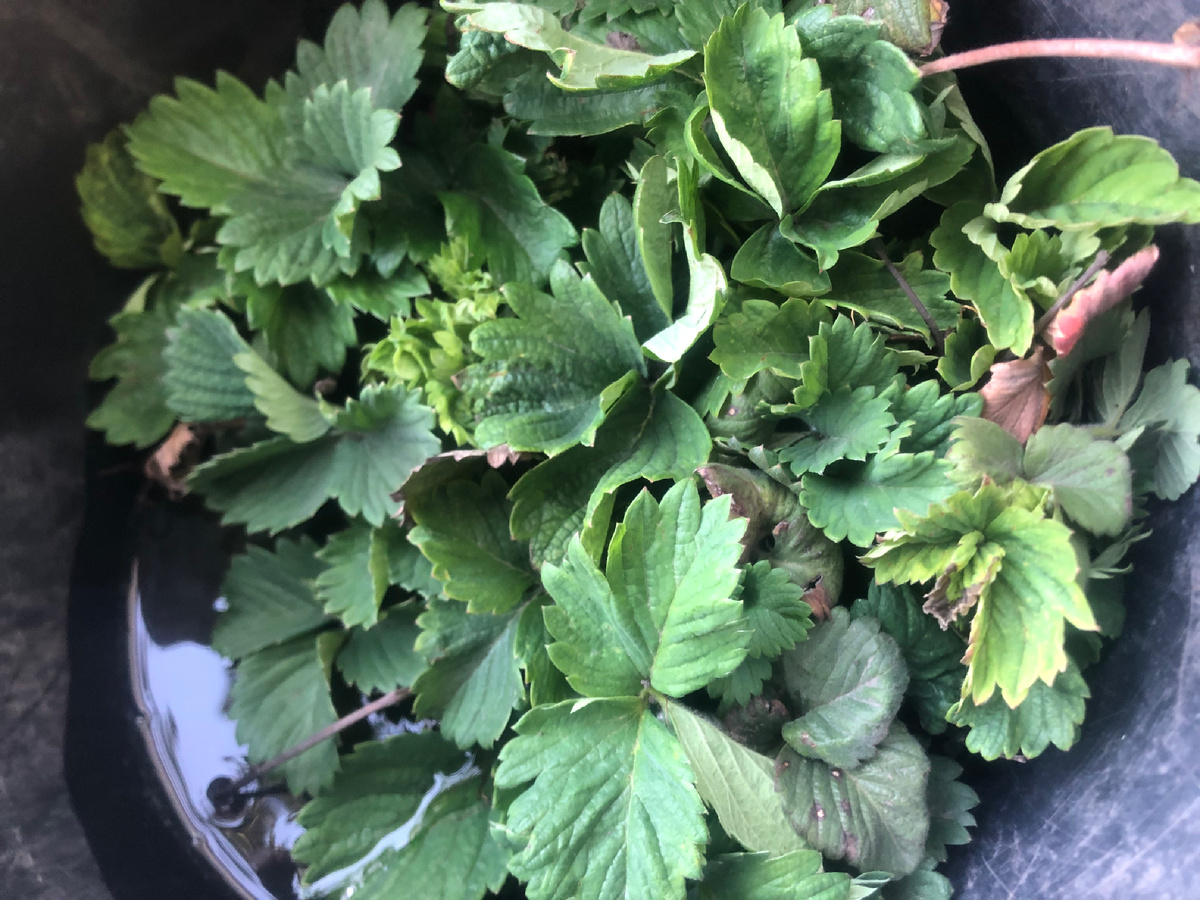 Клубничная малышня. Фотоиллюстрации автора.