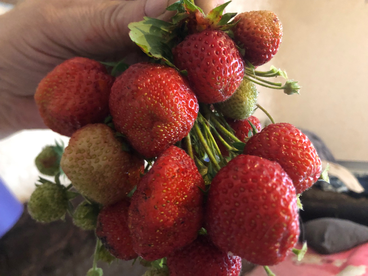 Сладкая, ароматная.