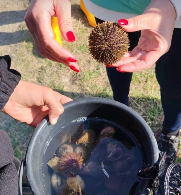 Морские ежи, рапаны, спизулы