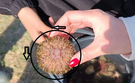 Пробиваем панцирь по кругу