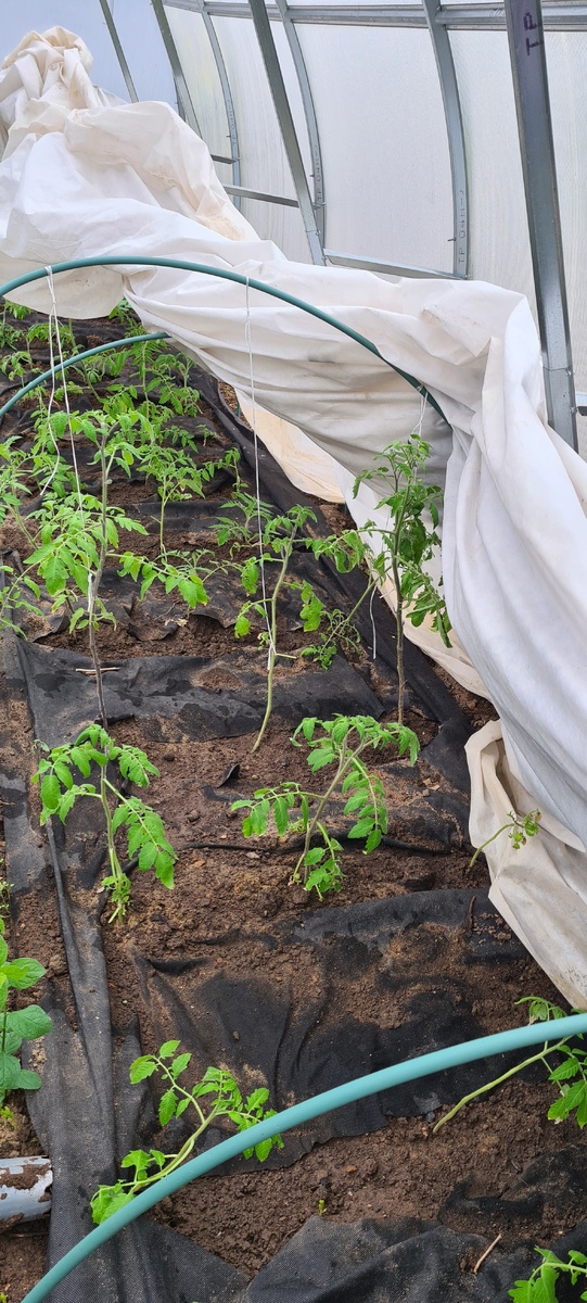 Помидоры посажённые 28 апреля. 