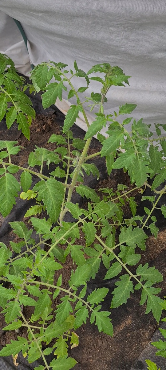 Помидоры высаженые в теплицу 21 апреля. 