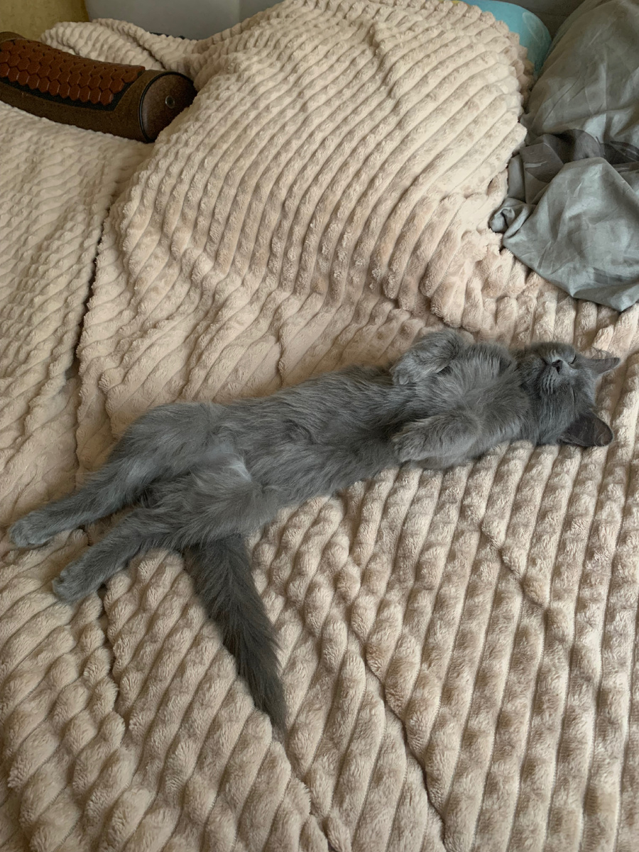 Мурка дремлет