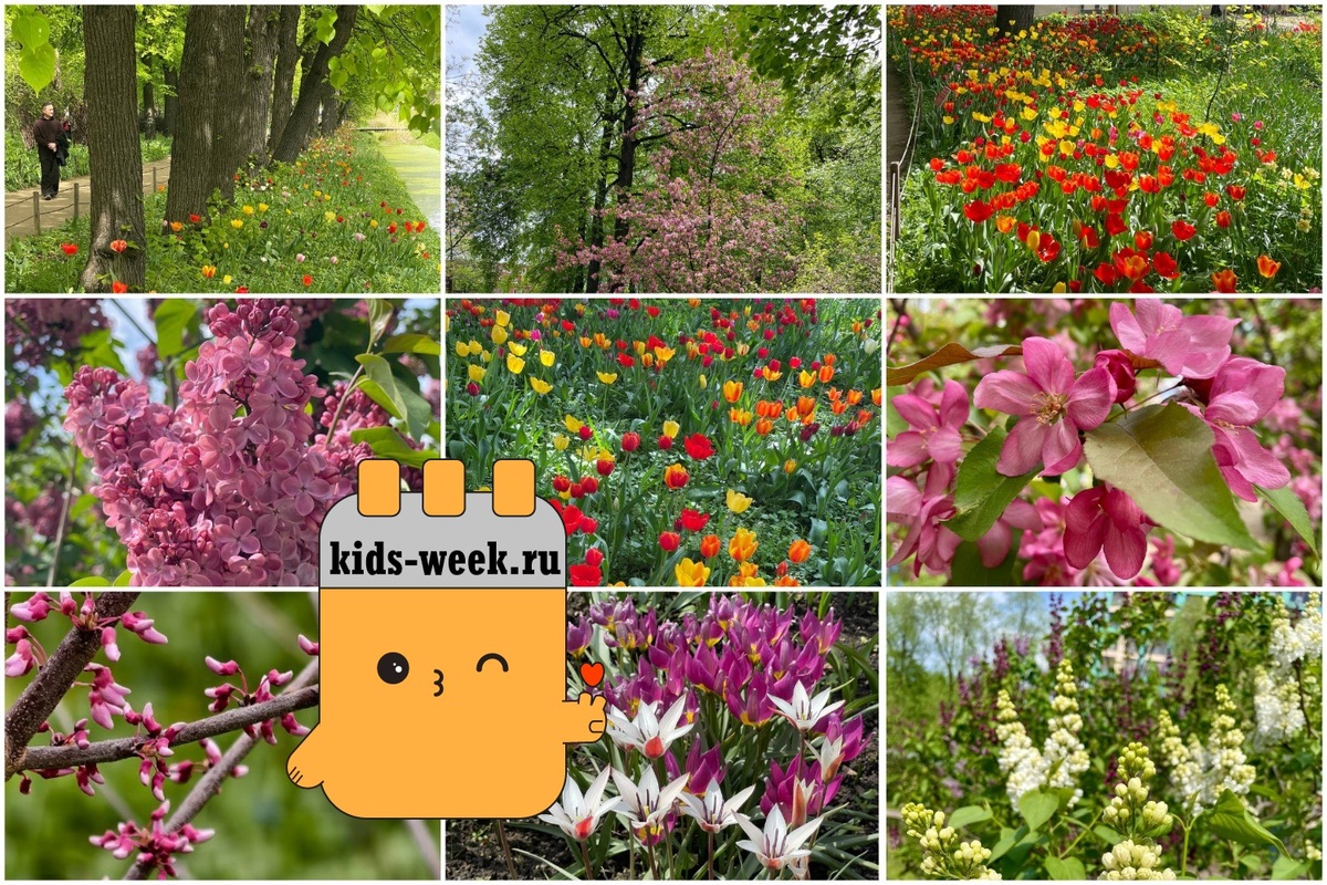 Цветение в Аптекарском огороде МГУ. Фотоподборка kids-week.ru. Использованы фото организатора с ресурса t.me/hortus_ru