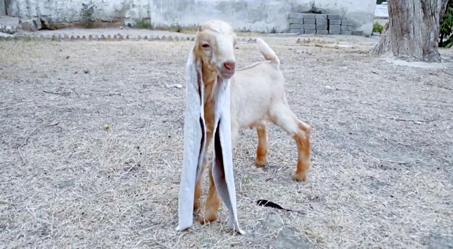 Береги уши смолоду! Снимок: imgtest.mir24.tv