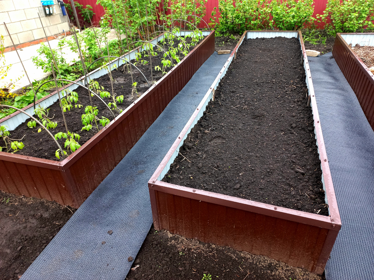 Грядки начинают принимать жильцов.
