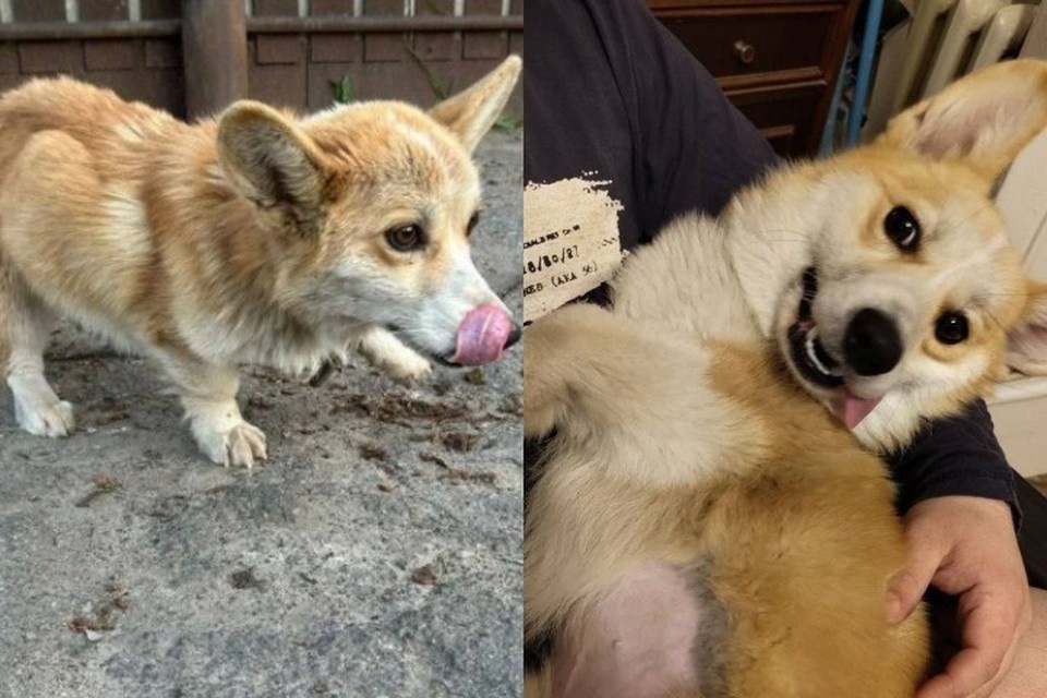    До и после. Фото: Корги Хелп Юлия ДАНИЛЬЧЕНКО