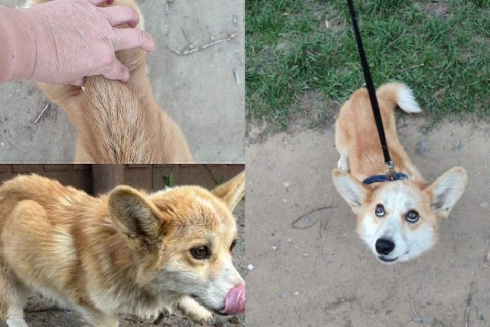    Таким Джимми был, когда его спасли. Фото: Корги Хелп