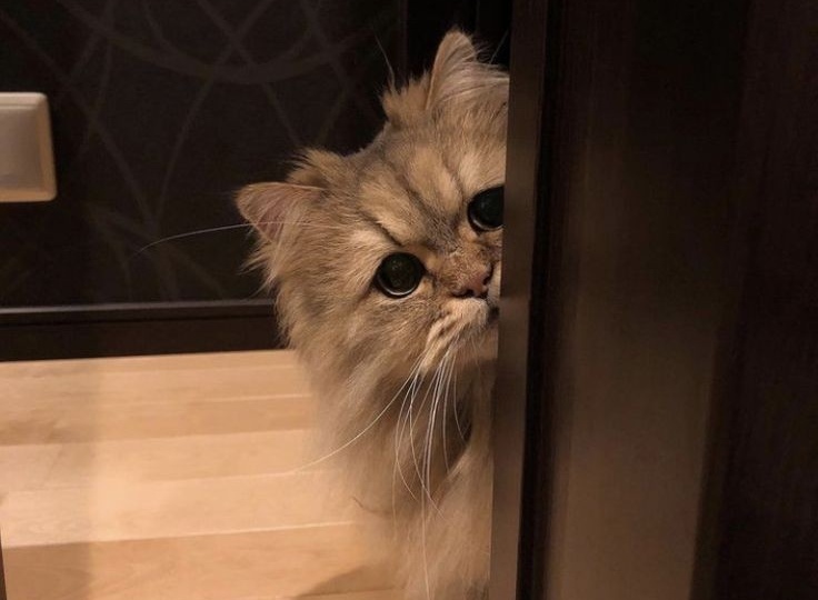 Почему кошка может не сразу подружиться с вами — и это нормально