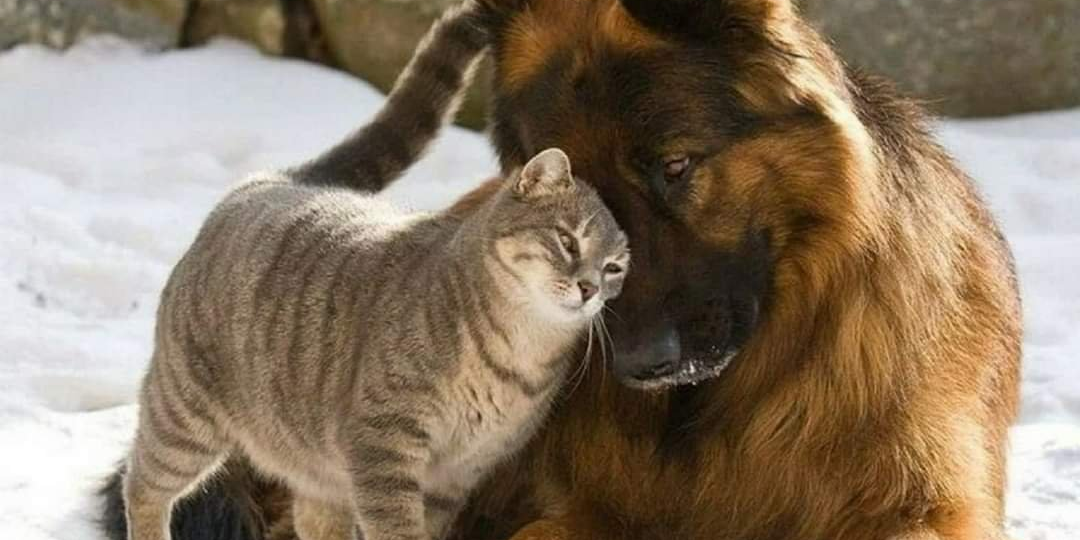 Влияние долгой зимы и темноты на иммунную систему собак и кошек