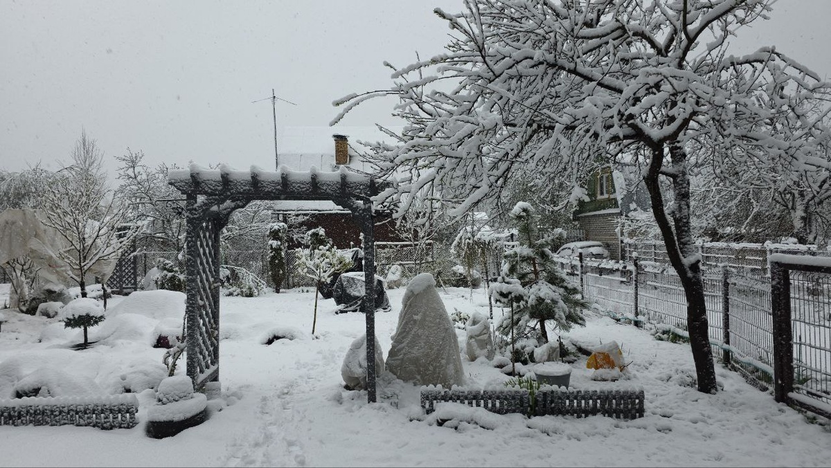 Наш сад 2 мая 2025 года, фото автора