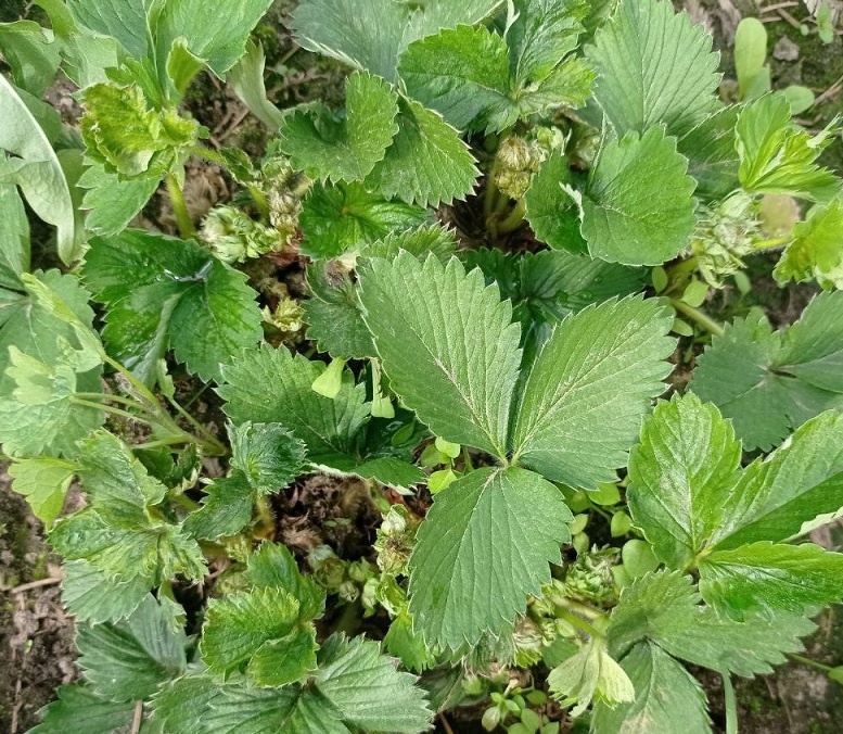 Не очень хорошо видно, но рожков тут 8 штук.