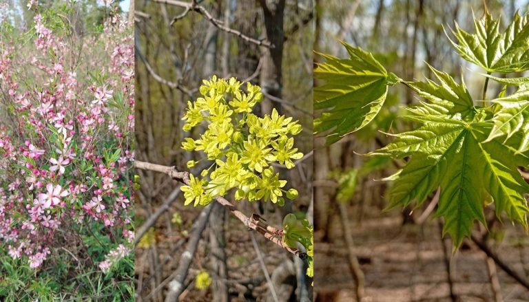    В Бузулукском бору цветут медоносные растения Оренбуржье