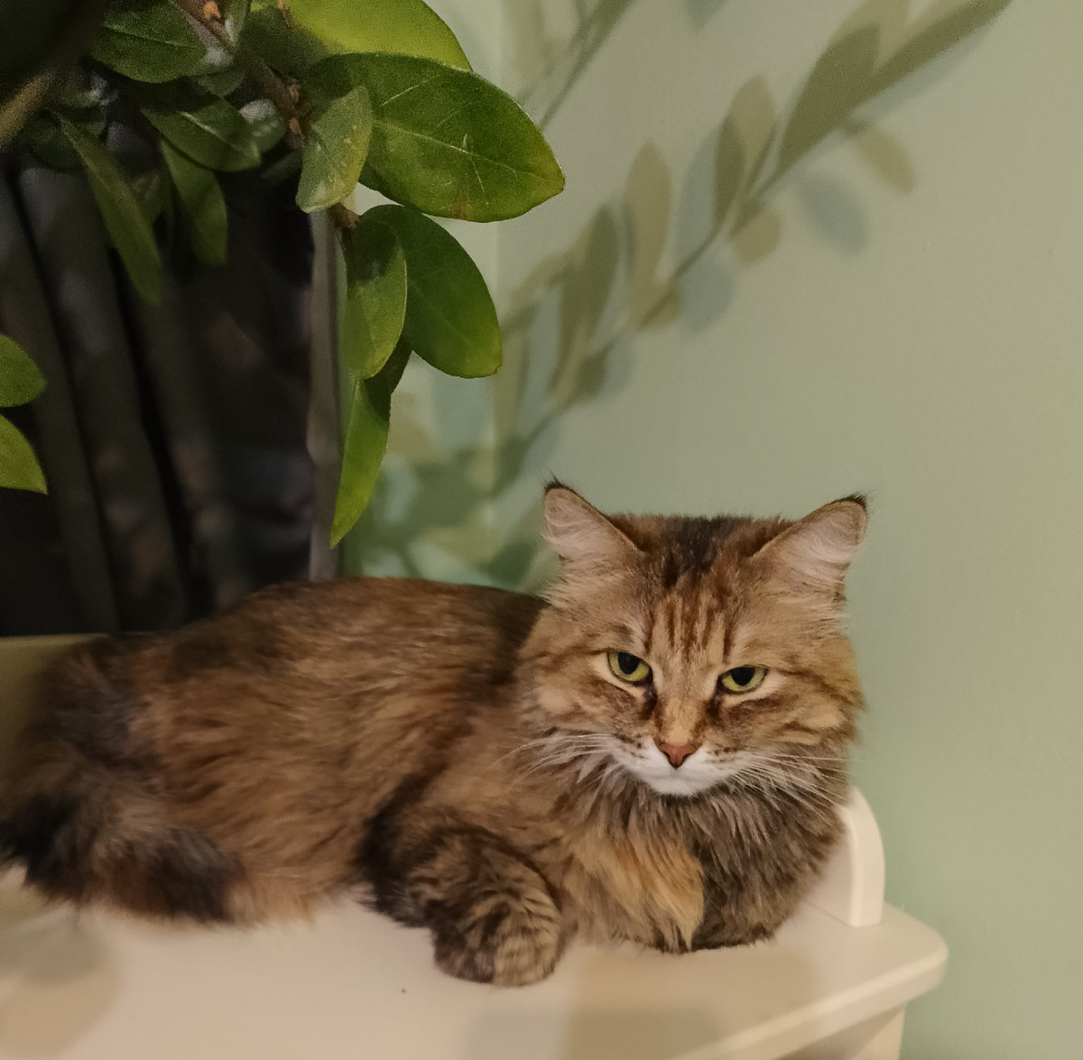 Это не Гера. Гера была крупнее, а так похожа 