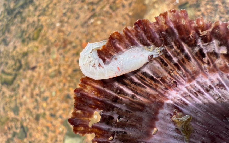    Источник фото: newsvl.ru