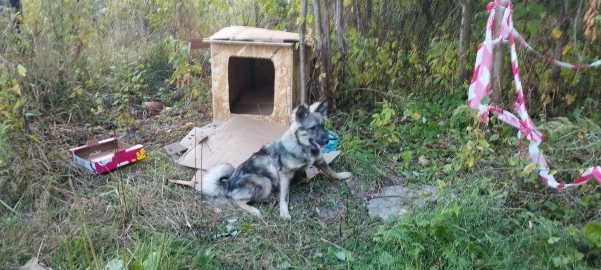 Здесь его обнаружили