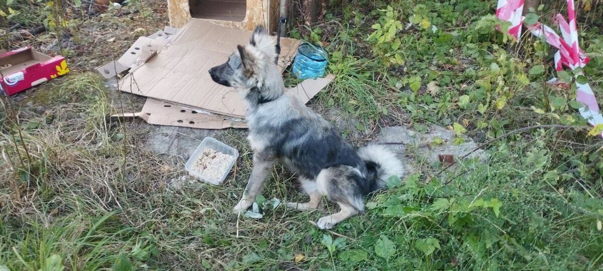 Кто-то просто вывез его вместе с будкой в лесопарк и бросил