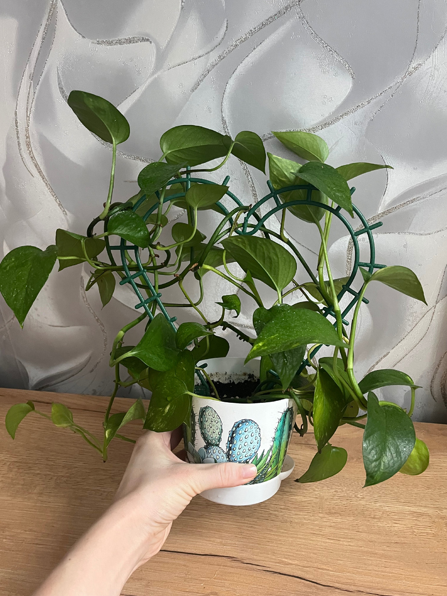 Эта красавица уехала в новый дом за 750 рублей