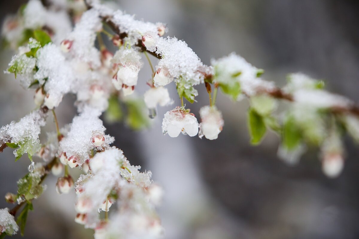 Майские снегопады - как не остаться на даче без света