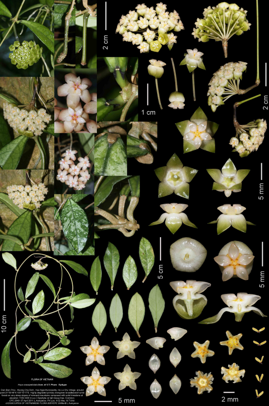 hoya crassipetiolata Aver., V. T. Pham et T. A. Le, sp. nov. (фото: L. Averyanov and T. Maisak/Turczaninowia 20 (3): 103–147 (2017))