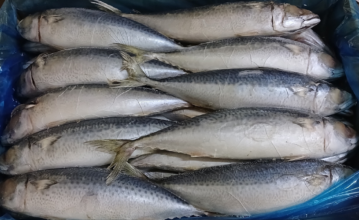 Скумбрия в магазине Светофор