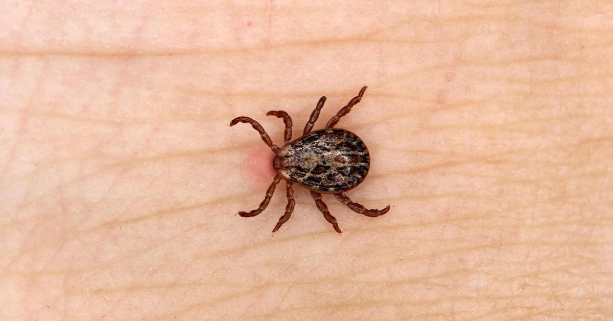 Иксодовый клещ. Фото из открытых источников