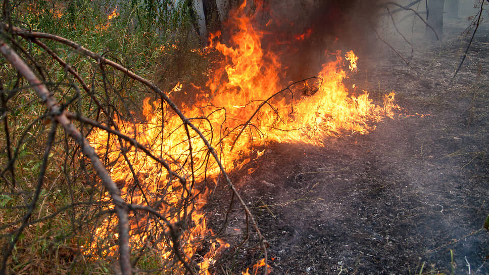 Фото: Олег Харсеев / Коммерсантъ
