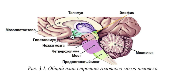 Иллюстрация из конспекта лекций «МОЗГ: КАК ОН УСТРОЕН И РАБОТАЕТ» Дубынина Вячеслава Альбертовича, Биофак МГУ.