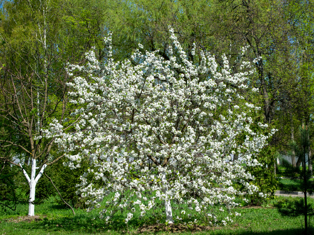 Цветущая вишня. Фотография автора статьи. 