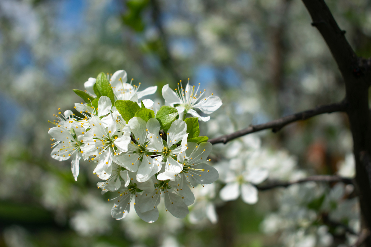  Фотография автора статьи. 