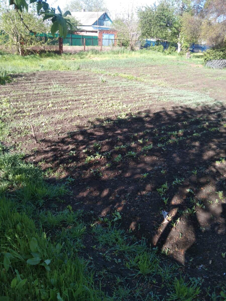 Сорнякам ни мороз, ни засуха нипочём. Первыми всходят)))