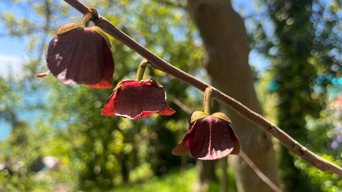    Фото: t.me/sochigeograf