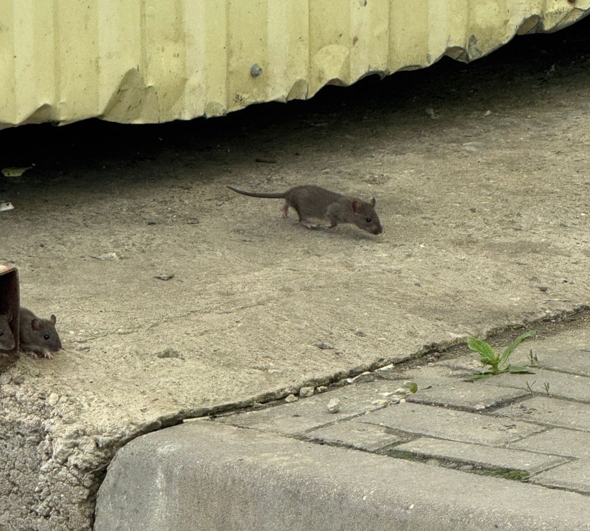 Крысы в Обнинске возле мусорного бака продуктового магазина