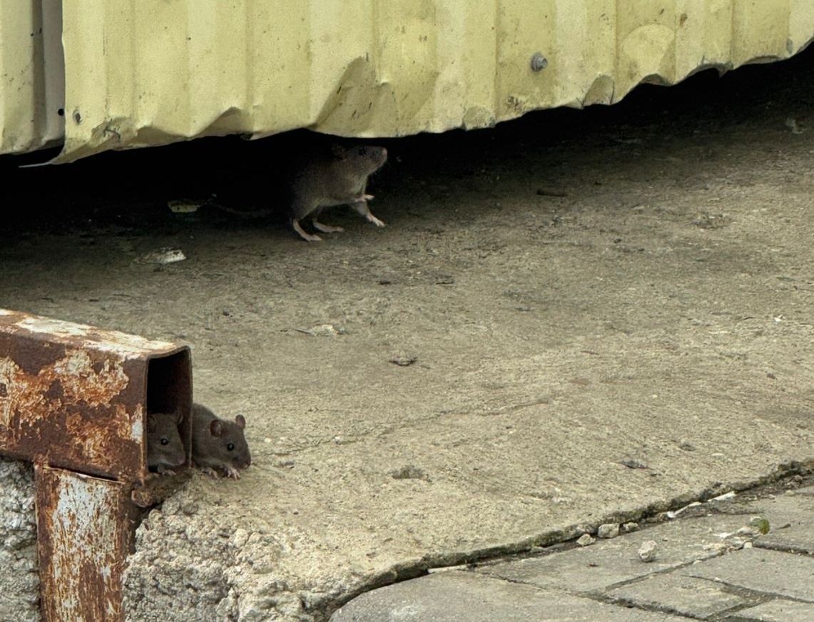 Крысы в Обнинске возле мусорного бака продуктового магазина