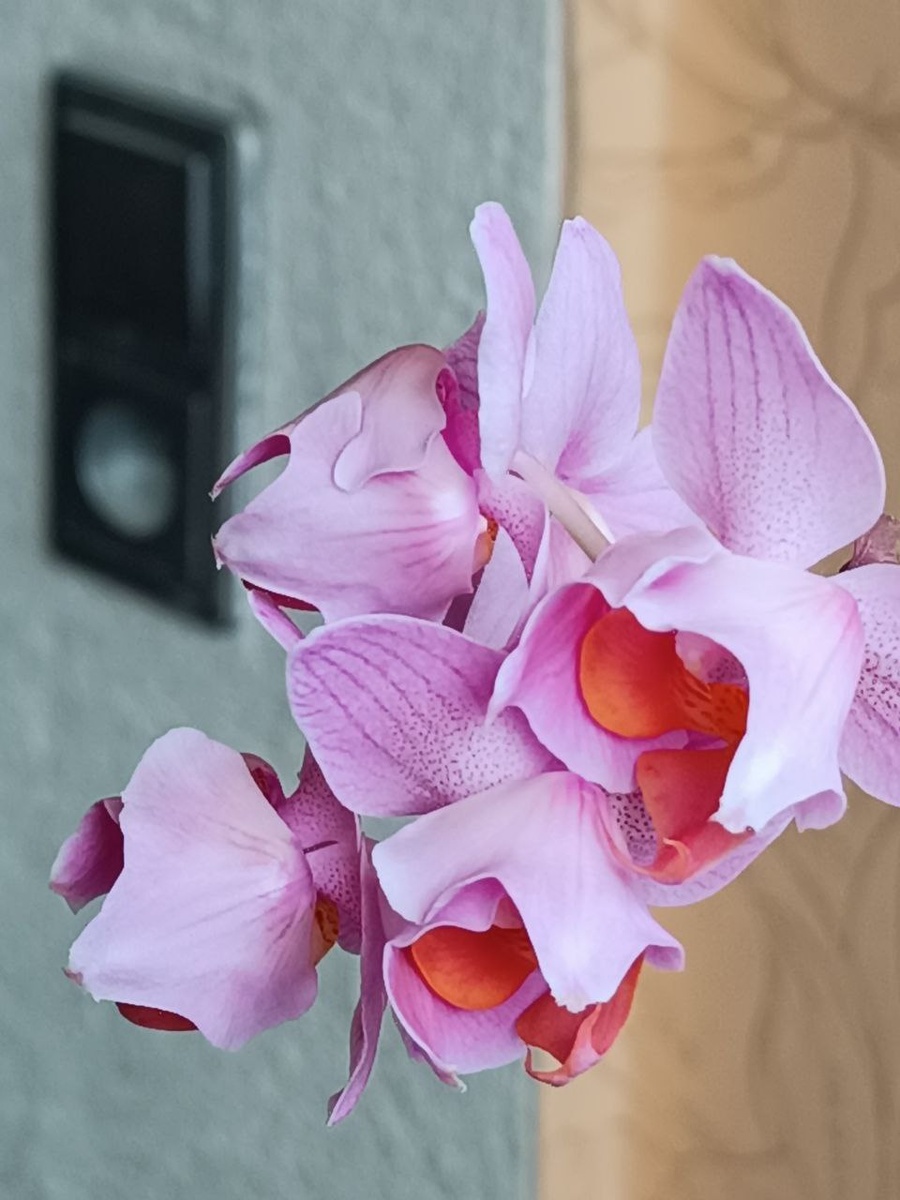 Фаленопсис Santa Rosa пелорик, цветение 2025, обложка статьи