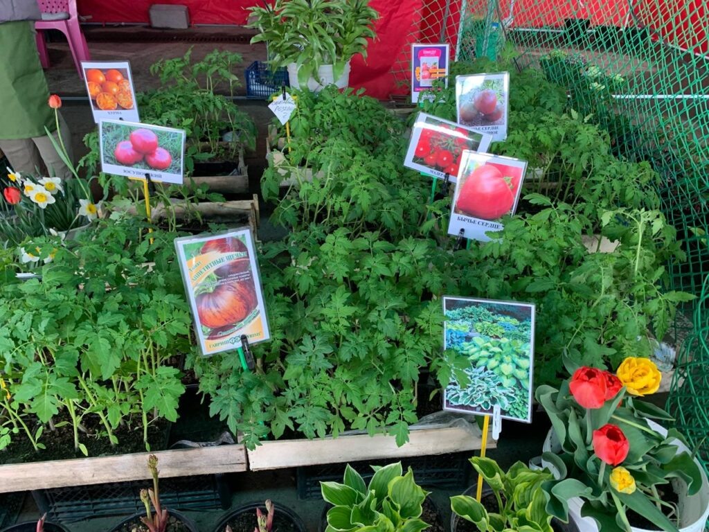 Фото Фариды Якушевой, «РТ»