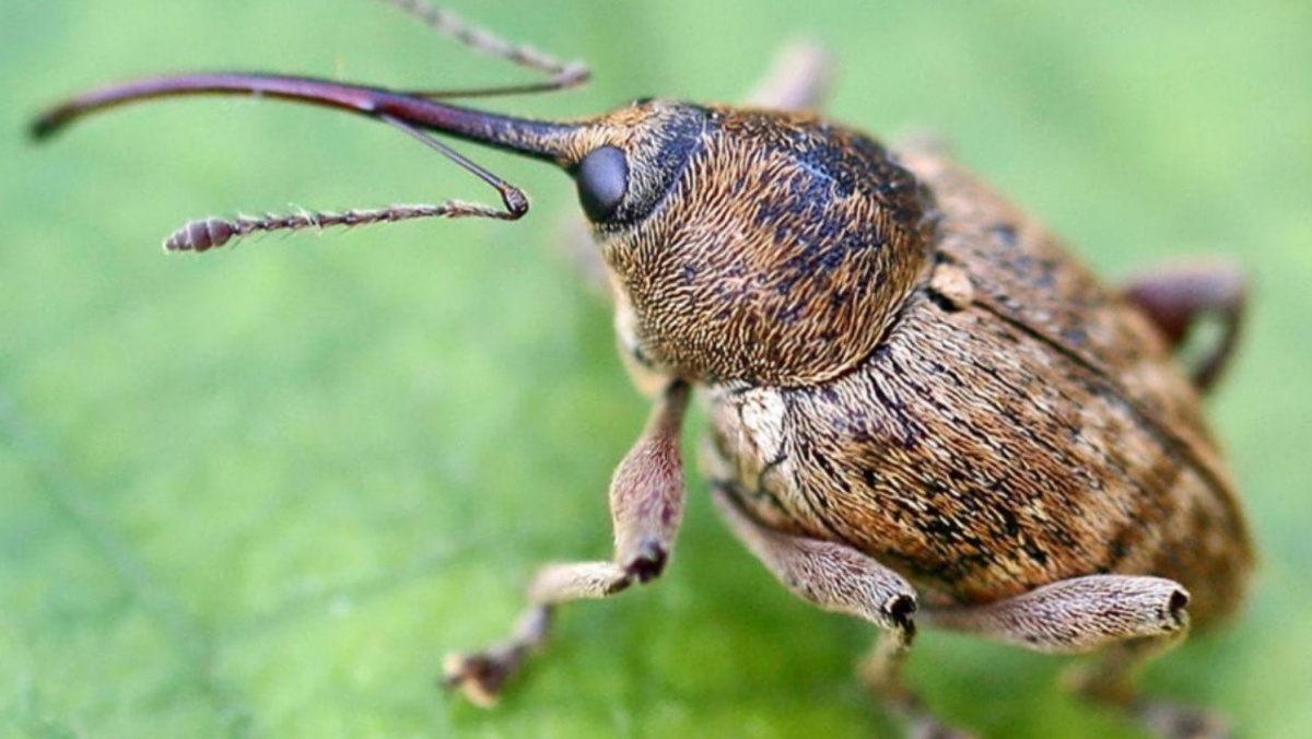 Долгоносик-цветоед