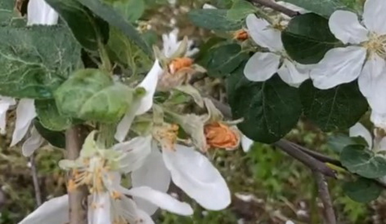 Цветки, запечатанные своеобразными пробками желтого цвета, они поражены цветоедом