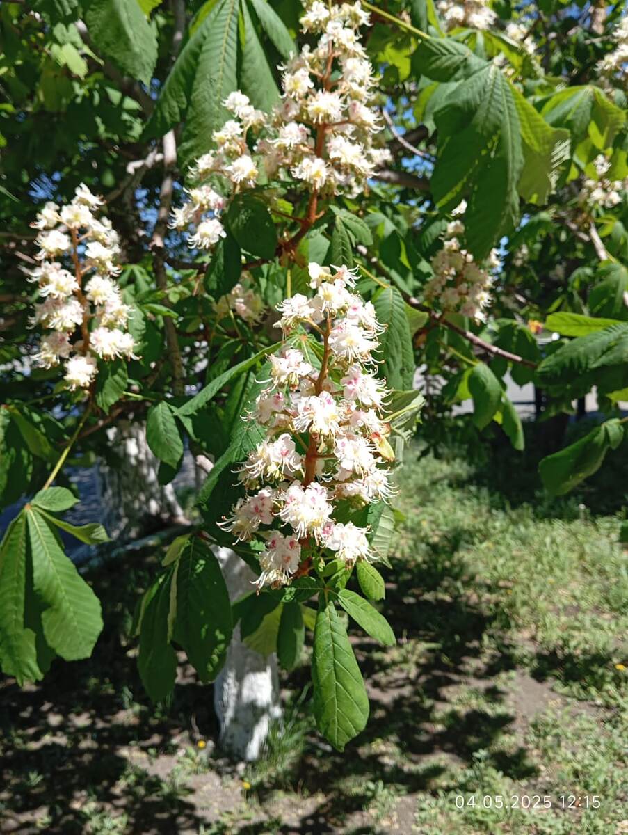 Цветущий каштан.