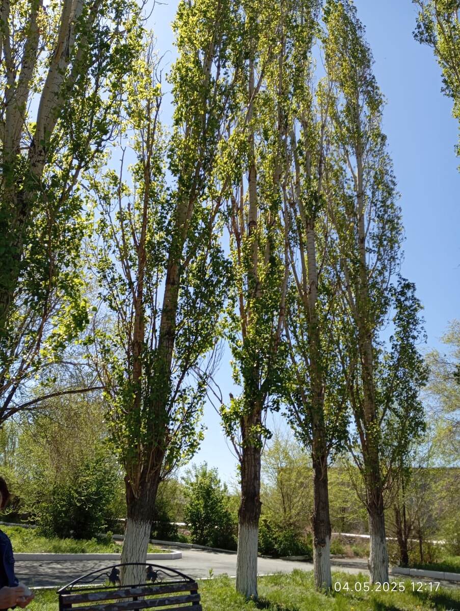 Пирамидальные тополя.