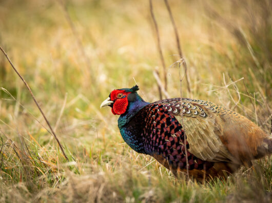    фазан // фото: Изображение от wirestock на Freepik