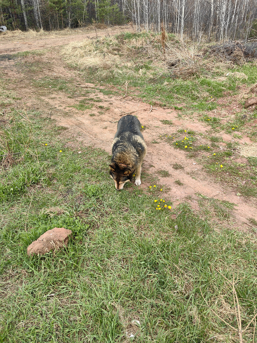 Джесс поедает  травку. 
