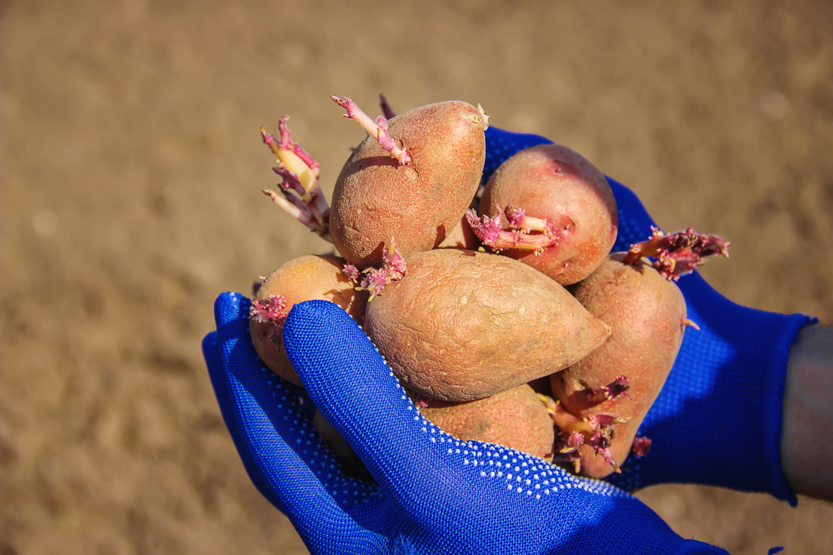    Чаще всего вопросы возникают по поводу проращивания картофеля