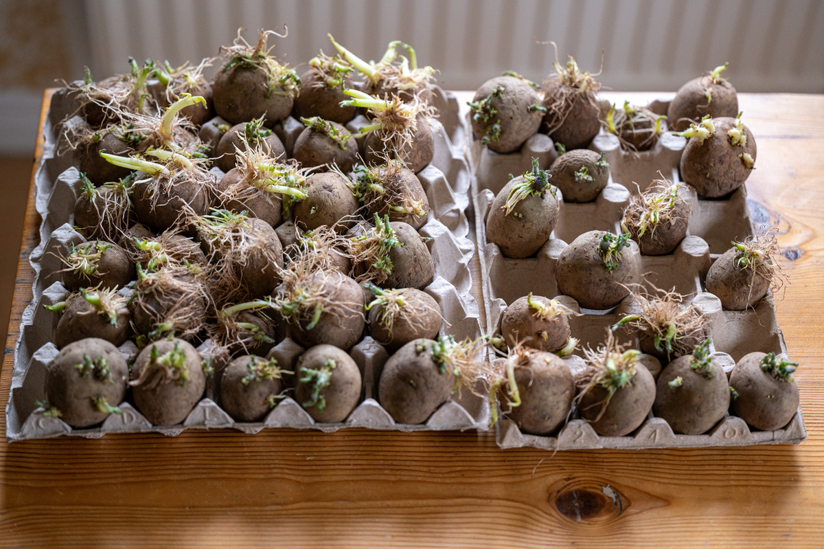    Проращивают картофель на свету в теплых помещениях